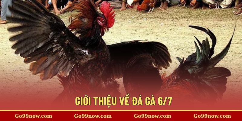 Giới thiệu về đá gà 6/7&nbsp;